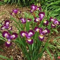Iris sibirica Contrast In Styles