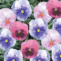 Delta Cotton Candy Mix Pansy