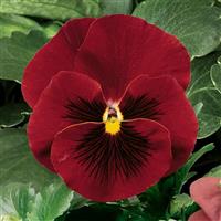 Delta Pure Red Pansy