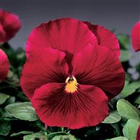 Delta Pure Rose Pansy
