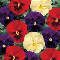 Delta Wine & Cheese Mix Pansy