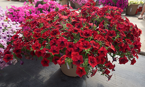 Spreading Petunia Tidal Wave Red Velour