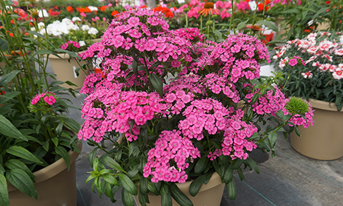 Dianthus Jolt Pink from PanAmerican Seed