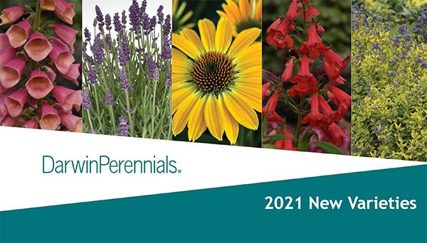 New Varieties 2021 from Darwin Perennials