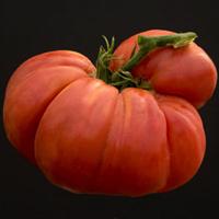 Big Zac Heirloom Tomato