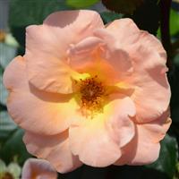 Grandiflora Rose Honey Nectar™