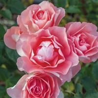 Floribunda Rose Passionate Kisses<sup>®</sup>