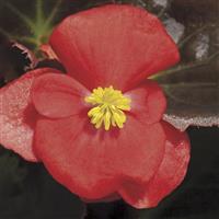 Harmony Plus Scarlet Begonia