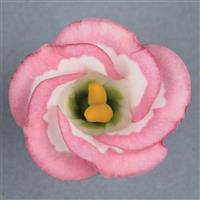 Solo 2 Pink Picotee Cut Flower Lisianthus