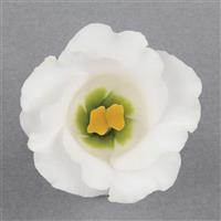 Solo 2 Pure White Cut Flower Lisianthus
