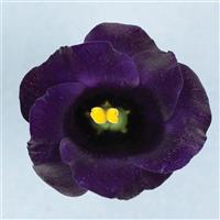 Solo 2 Violet Cut Flower Lisianthus