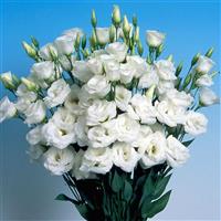 Bolero White Cut Flower Lisianthus