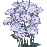 Excalibur Blue Picotee Cut Flower Lisianthus