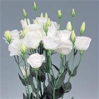 Excalibur Pure White Cut Flower Lisianthus