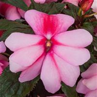 Spectra Pink Bicolor New Guinea Impatiens