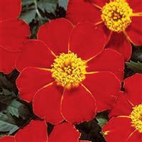 Disco Red French Marigold