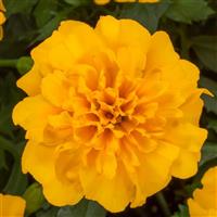 Happy Gold French Marigold