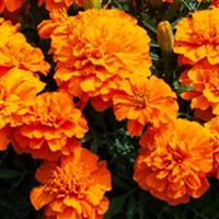 Happy Orange French Marigold