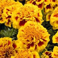 Little Hero Fire French Marigold