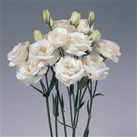 Rosita 1 White Cut Flower Lisianthus