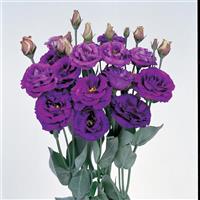 Rosita 2 Purple Cut Flower Lisianthus