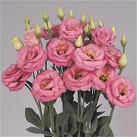 Rosita 3 Pink Cut Flower Lisianthus