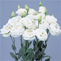Rosita 3 Pure White Cut Flower Lisianthus