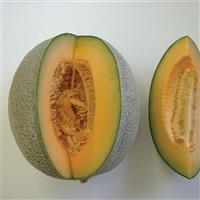 Hale’s Best Melon