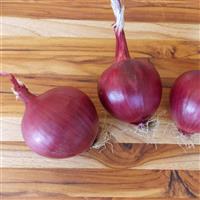 Red Carpet Onion
