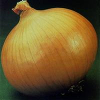 Yellow Granex Onion