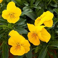 Freefall Golden Yellow Pansy