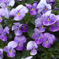 Freefall Lavender Pansy