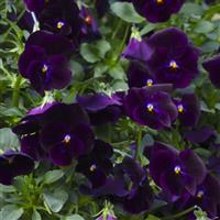 Freefall Deep Violet Pansy