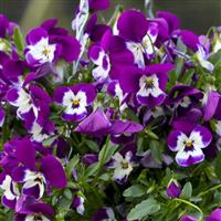 Freefall Purple and White Pansy