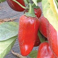 Early Jalapeño Pepper