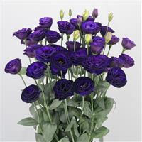 Arosa 3 Violet Lisianthus