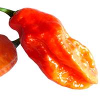 Bhut Jolokia Red Pepper
