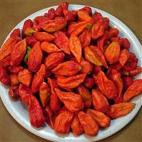 Bhut Jolokia Red Pepper