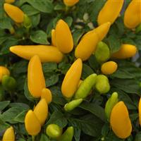 Acapulco™ XP Yellow Ornamental Pepper