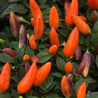 Acapulco™ XP Multicolor Orange Ornamental Pepper