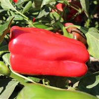 Red Impact Pepper