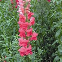 Glorious Coral Snapdragon