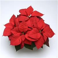 Christmas Aurora™ Red Poinsettia