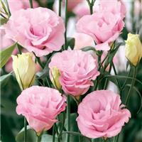 Advantage Pink Cut Flower Lisianthus