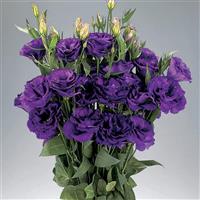 Advantage Purple Cut Flower Lisianthus