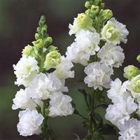 Legend Double White Cut Flower Snapdragon