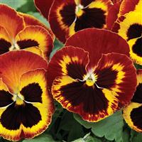 Mammoth On Fire Pansy