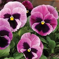 Mammoth Pink Berry Pansy