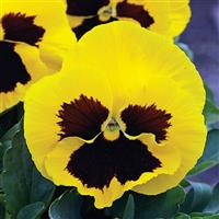 Mammoth Queen Yellow Bee Pansy