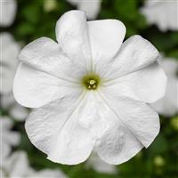 Duvet White Petunia